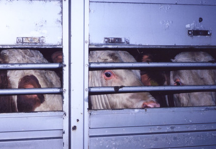 Cattle on live transport truck
