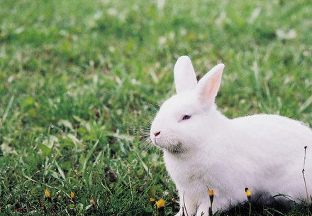 White rabbit on grass