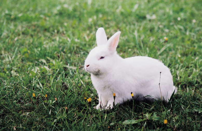 Rabbit Sitting in Grass Rabbit sitting in grass