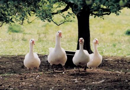Geese in the wild