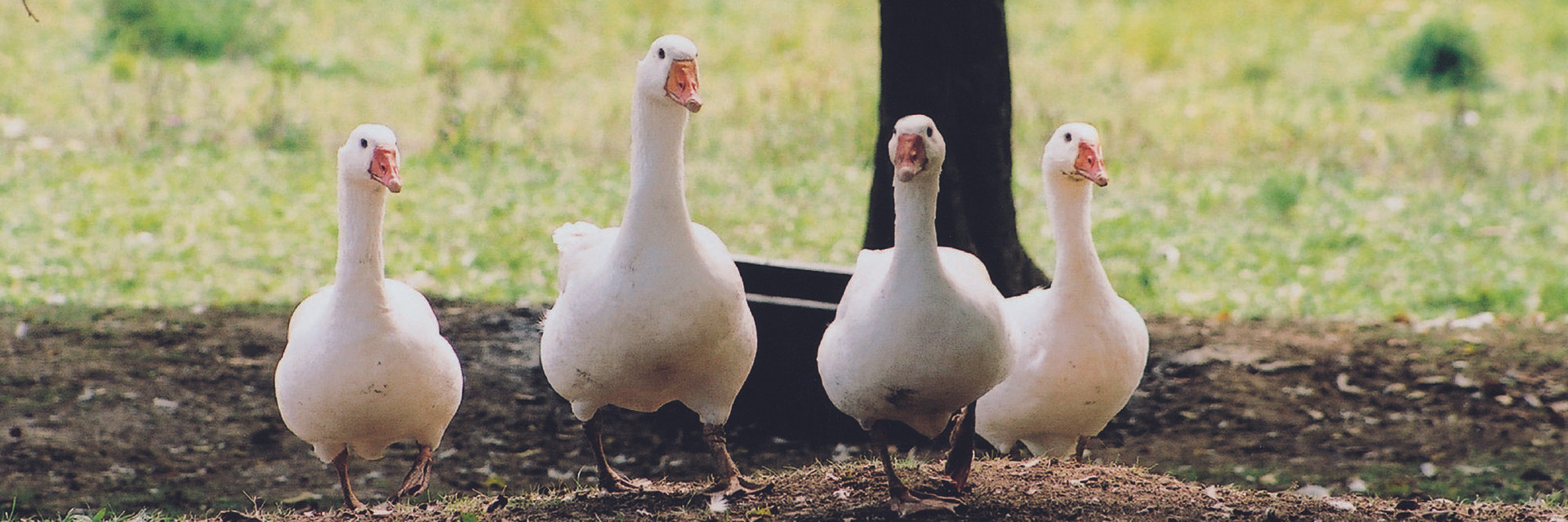 Happy geese in the wild