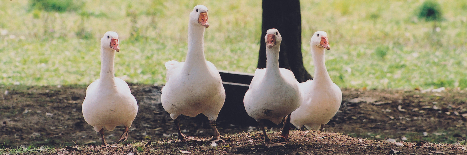Free range geese