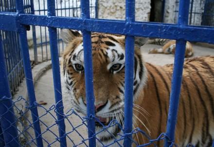 Tiger behind bars