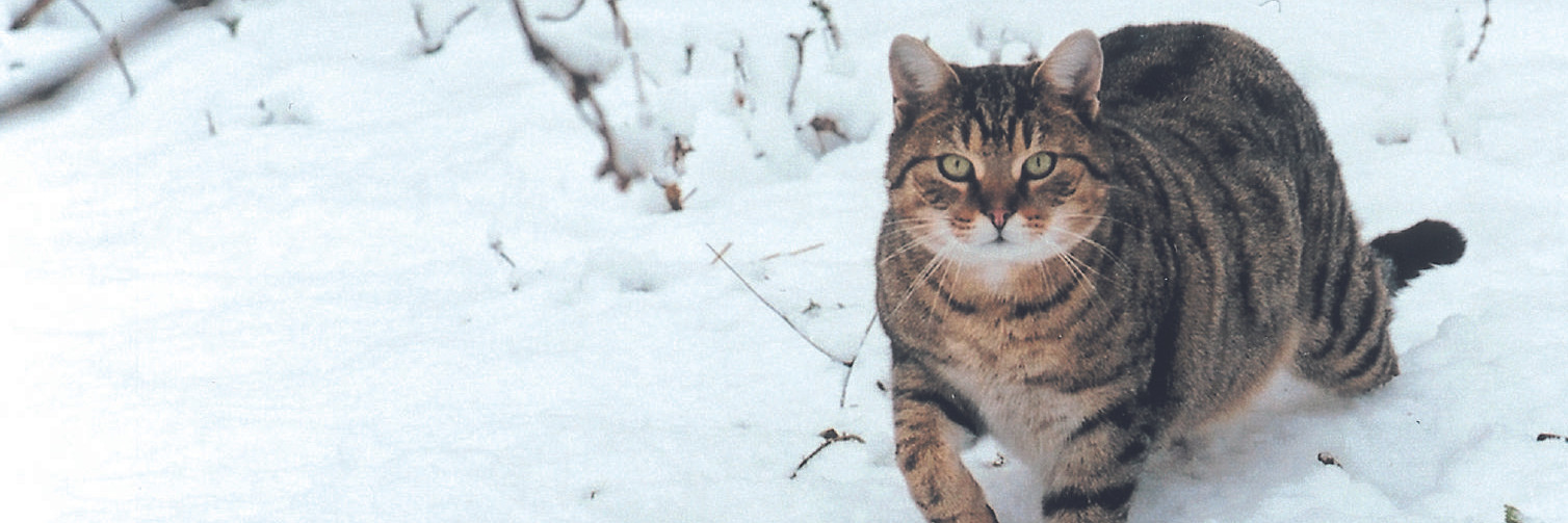 Cat in the snow