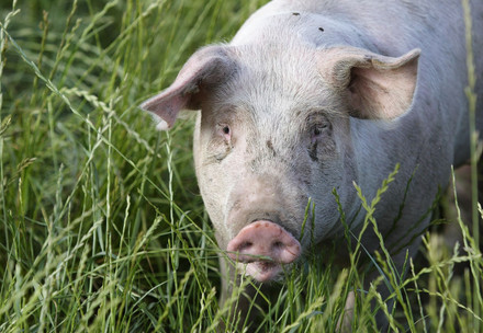 Fundraising Specialist (Global Donor Outreach Specialist) (m/f/d) Free roaming pig in a field