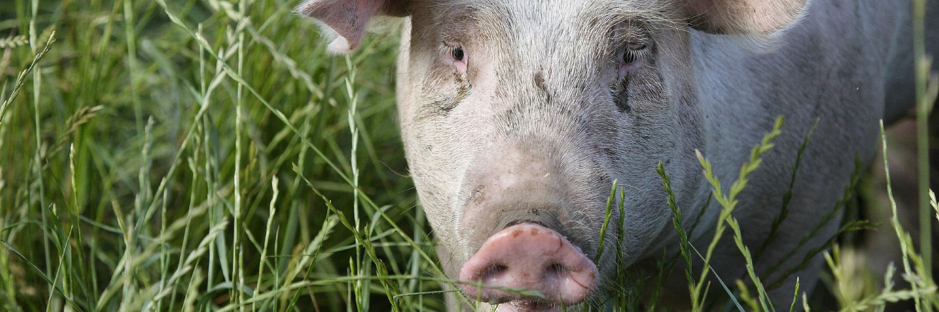 Pig outside in the grass