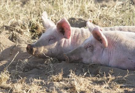 Two pigs laying in the sun
