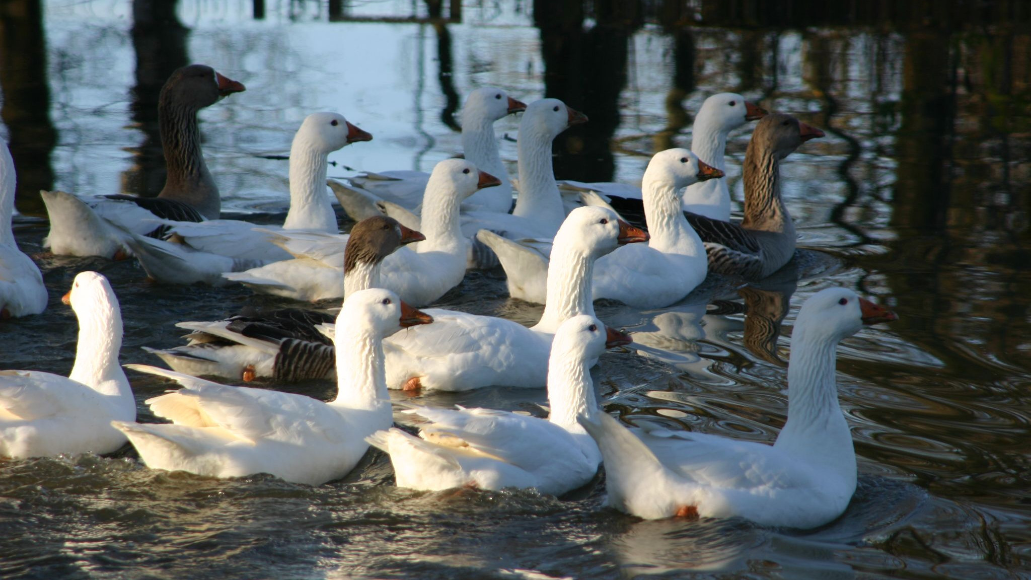 A group of geese swimming A group of geese swimming