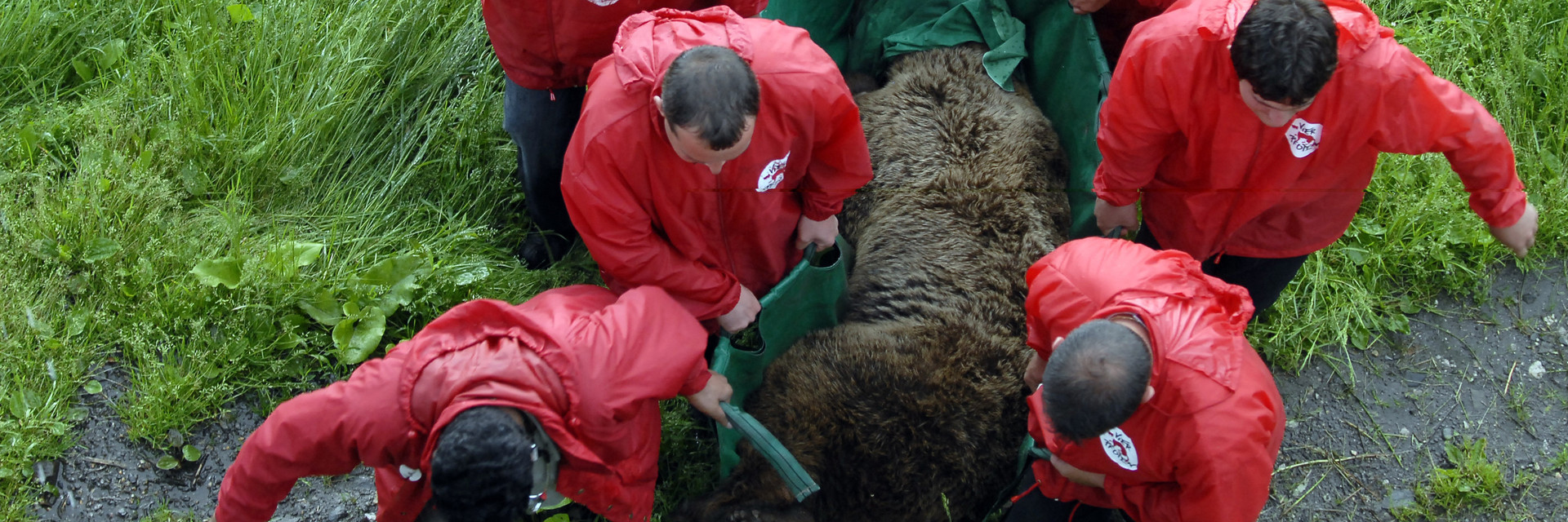 FOUR PAWS team in action