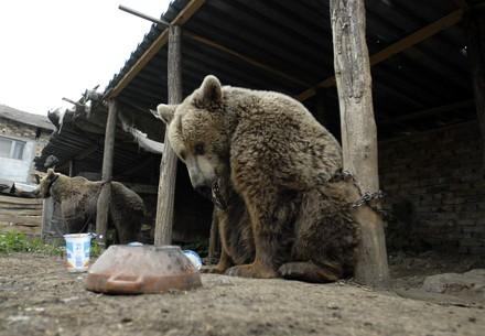Dancing Bears Svetla and Mima in chains Dancing Bears Svetla and Mima in chains