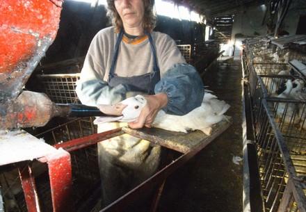 Duck is being forcefully fed in a Foie Gras production in Bulgaria