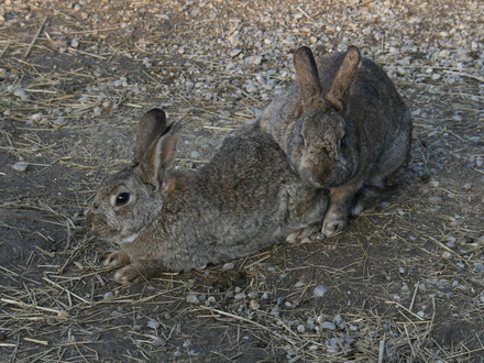 Two rabbits