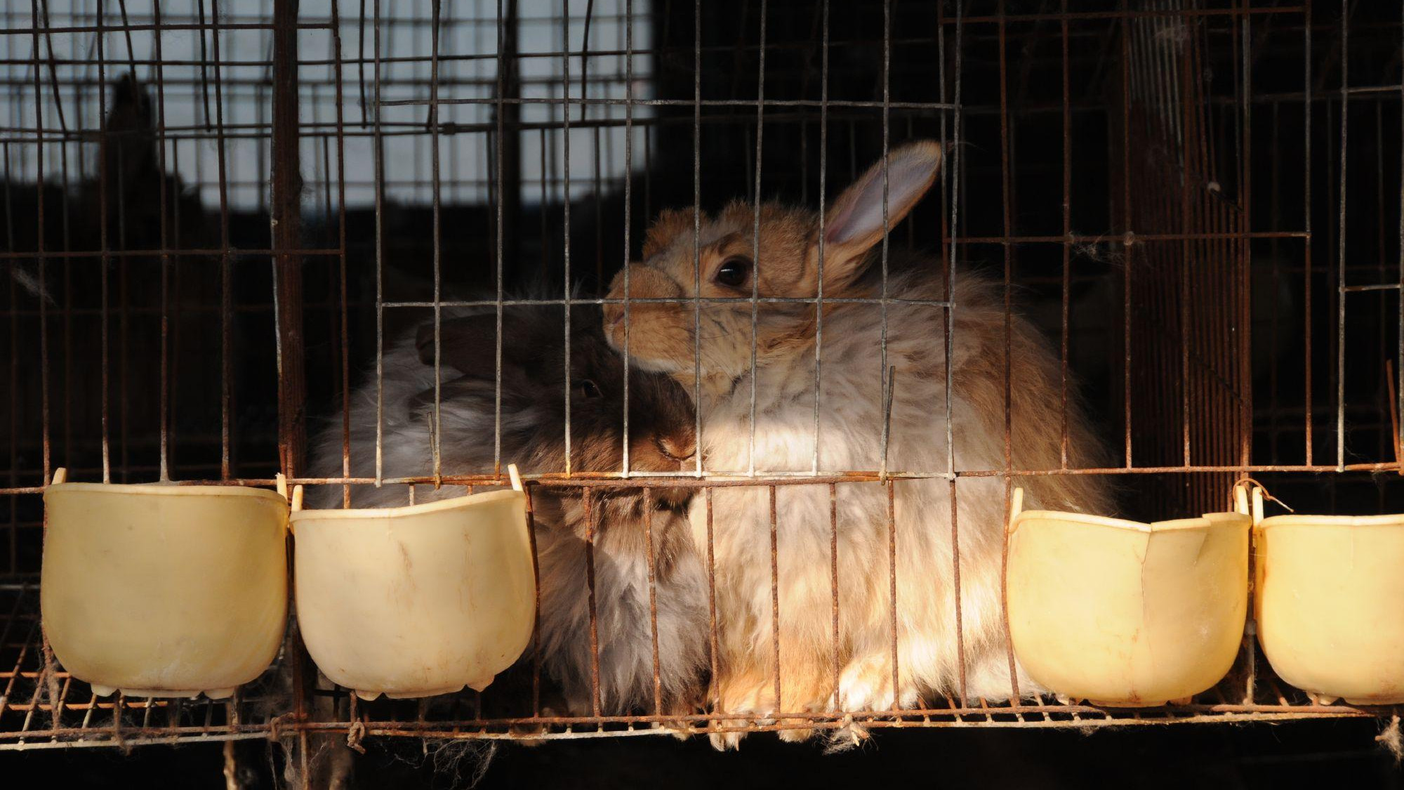 Angora rabbit in a tiny cage