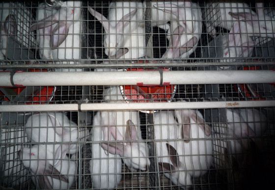 Rabbits in small cages