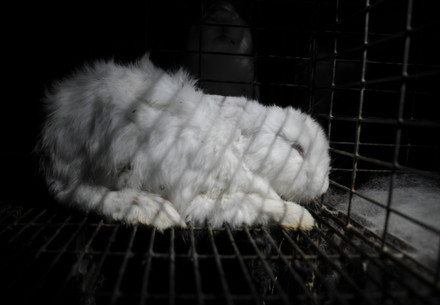 White rabbit inside a small metal cage with wirred floor at a farm in Hungary