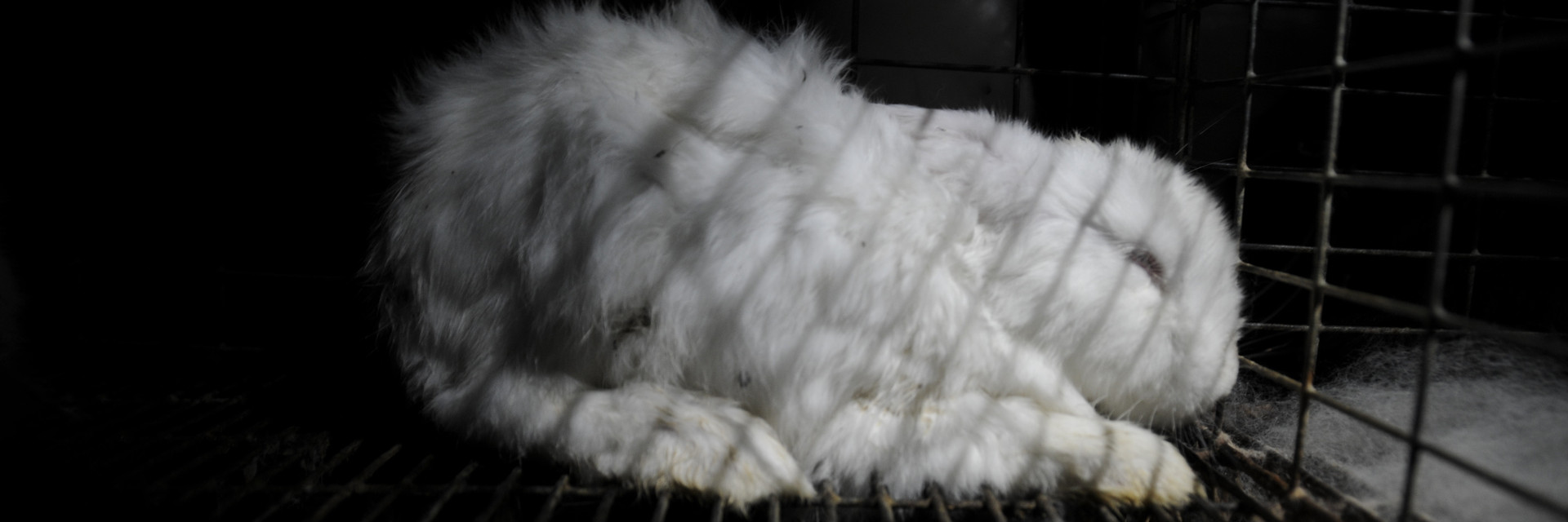 Rabbit farm in Hungary