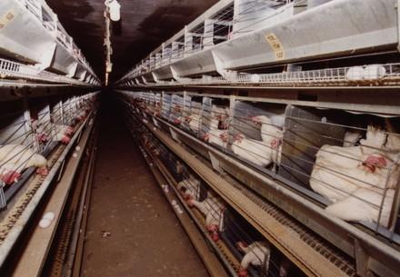 Cages of laying hens