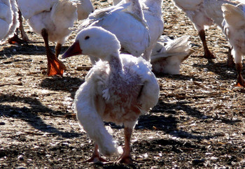 Live plucking of geese and ducks for down