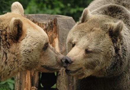 Brown bears Vinzenz and Liese