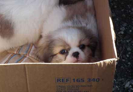 Puppies in a box