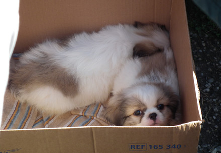 Puppies inside a cardboard box
