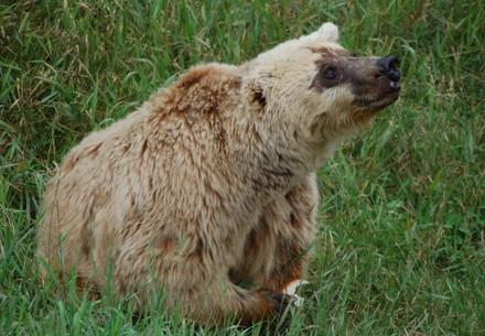Brown bear Lady M. Brown bear Lady M.