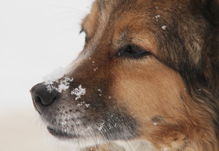 Dog in the snow