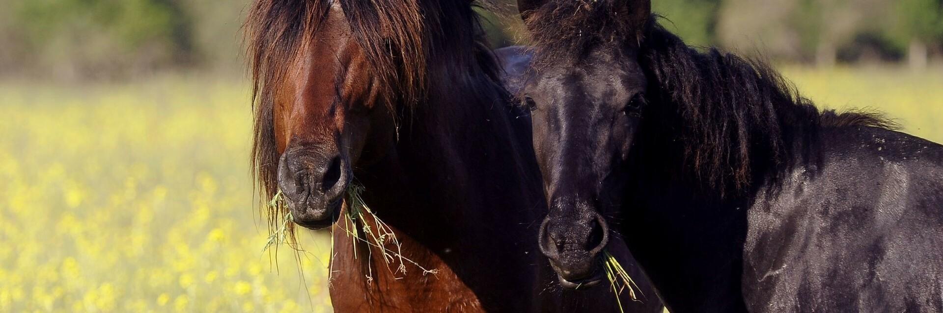 Two wild horses eating long grass