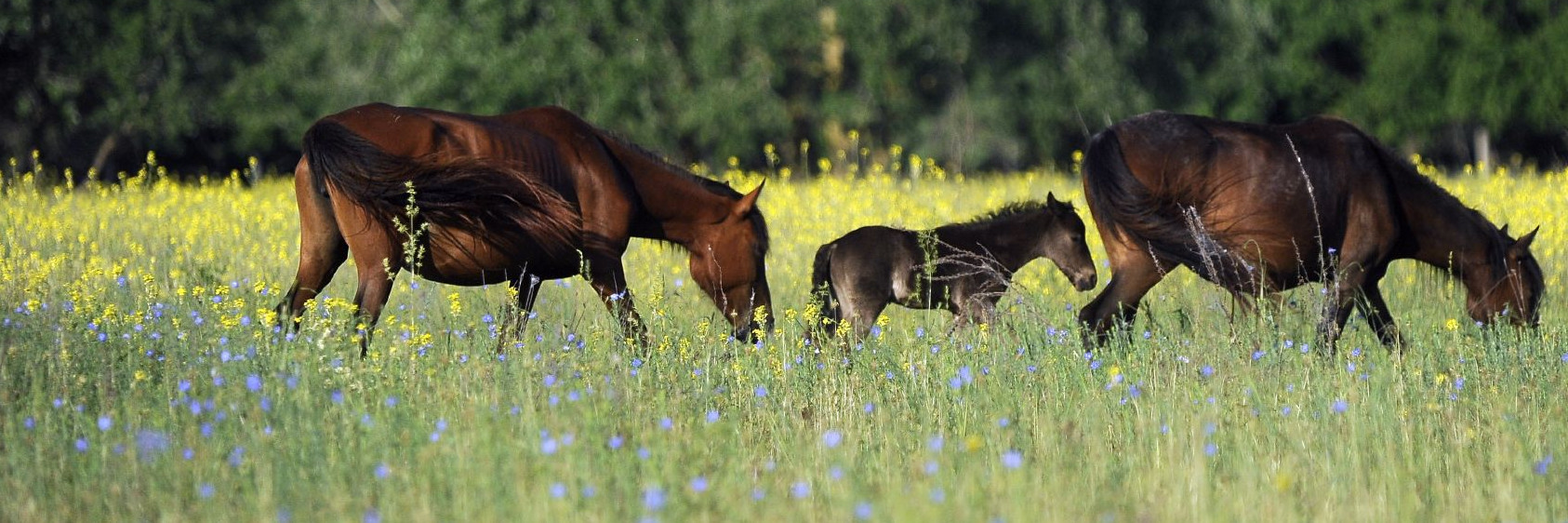 Wild horses in the grass