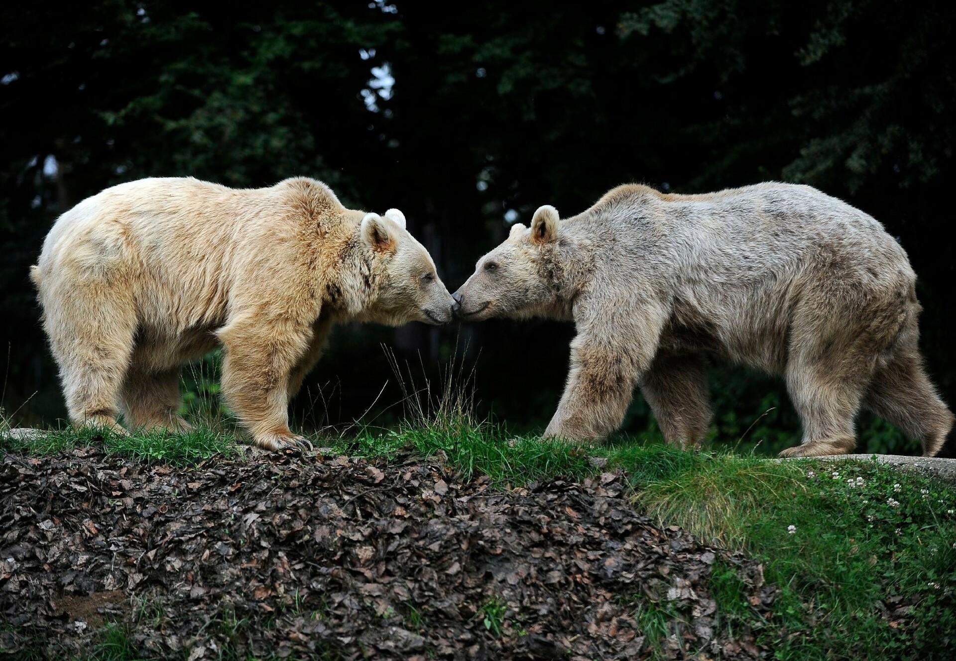 Bears at BEAR SANCTUARY Arbesbach Bears at BEAR SANCTUARY Arbesbach