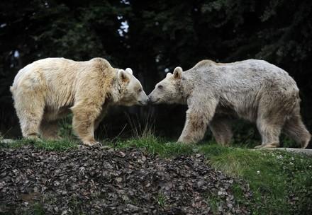 Bears at BEAR SANCTUARY Arbesbach