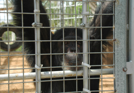 Chimpanzee in captivity