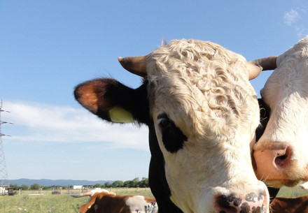 Two cows on pasture land Two cows on pasture land