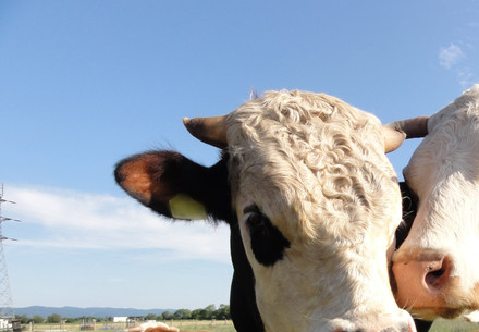 Life Expectancy of Cattle 