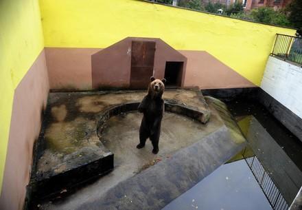 Bear Michal in his forrmer keeping