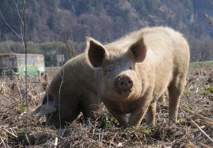 Free range pigs enjoying the mud