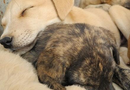 Switzerland bans the anonymous online trade of dogs