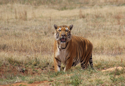 Tiger enjoying walk at LIONSROCK
