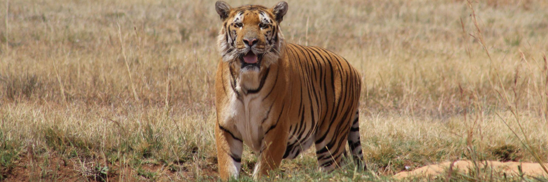 Tiger Laziz in the grass at LIONSROCK