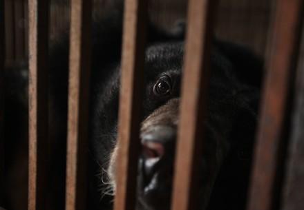 First Bear Rescue in Vietnam First Bear Rescue in Vietnam