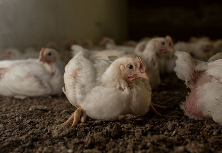 Broiler chickens laying down inside a factory farm