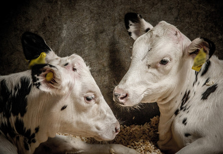 Cows lying in a stable