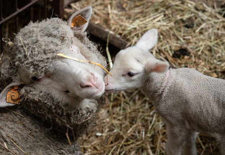 Sheep with lamb