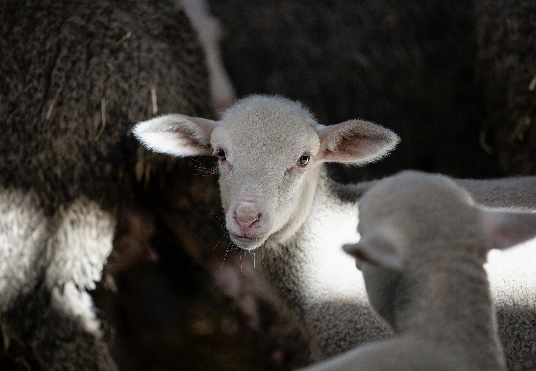 Consumers Left in the Dark Lamb on a farm in Poland
