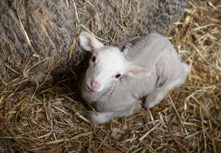 Lamb Mortality and Live Lamb Cutting (Mulesing) A newborn lamb next to its mother
