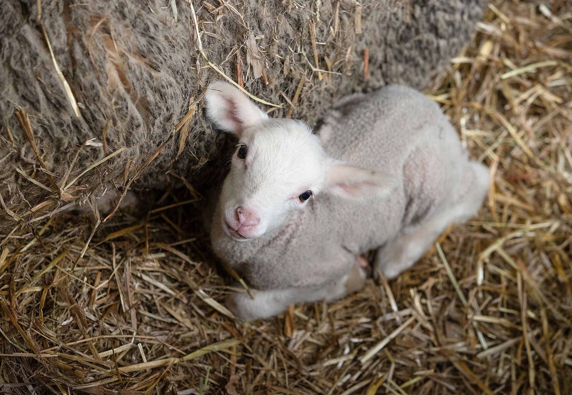 A newborn lamb next to its mother
