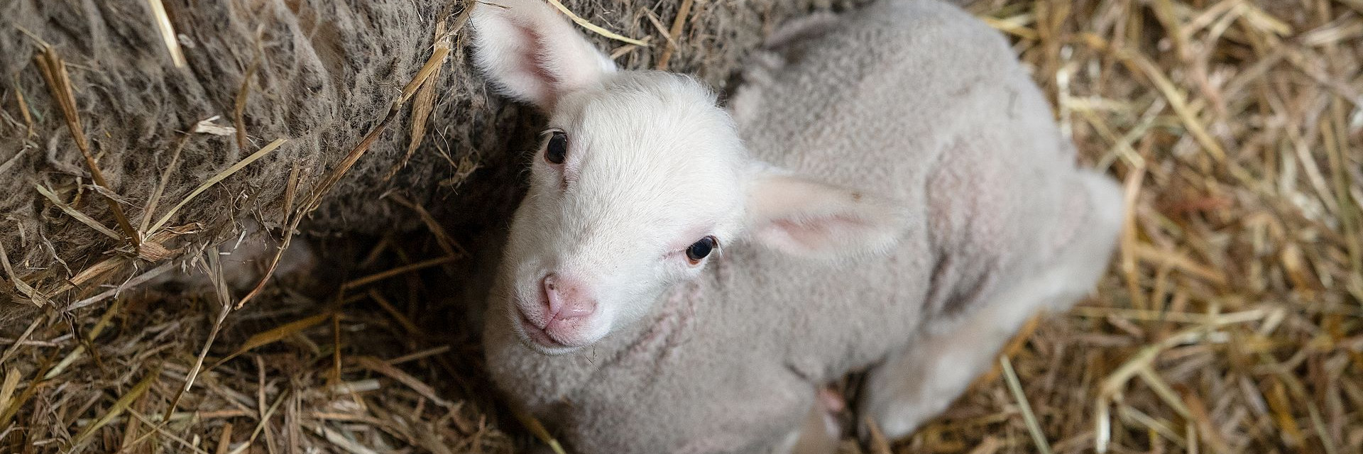 Lamb next to its mother Lamb next to its mother