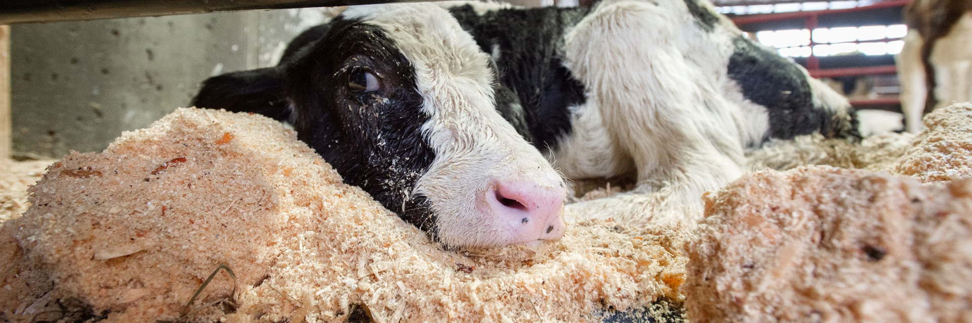 Calf lying down at a farm