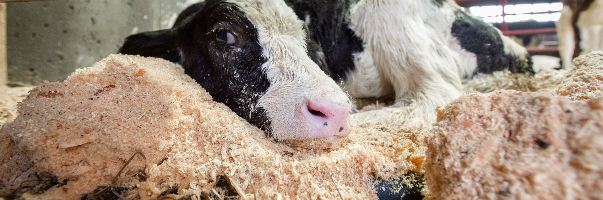 Calf laying down