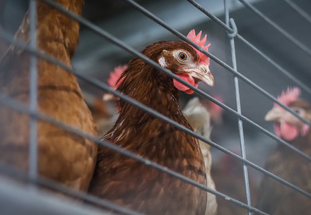A laying hen looking through the wire of an aviary system at a Czech factory farm
